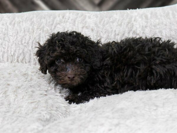 Poovanese-DOG-Male-CHOC-22377-Petland Racine, Wisconsin