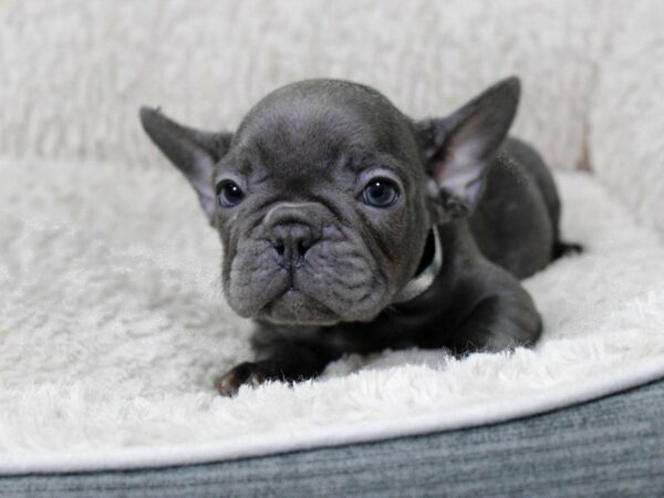 French Bulldog-DOG-Male-BLUE-22386-Petland Racine, Wisconsin