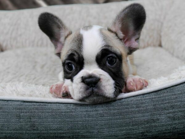 French Bulldog-DOG-Female-WH/FAWN/BLK-22387-Petland Racine, Wisconsin