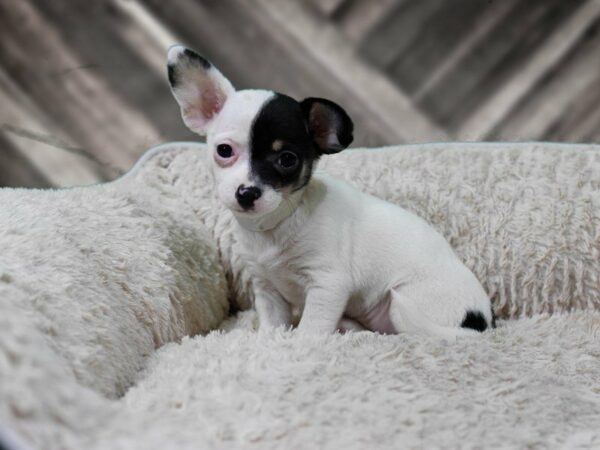 Chihuahua-DOG-Female-TRI-22393-Petland Racine, Wisconsin