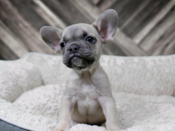 French Bulldog-DOG-Male-BLUE FAWN-22383-Petland Racine, Wisconsin