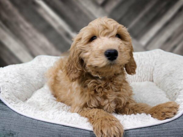 F1B Mini Goldendoodle-DOG-Female-BLK-22375-Petland Racine, Wisconsin