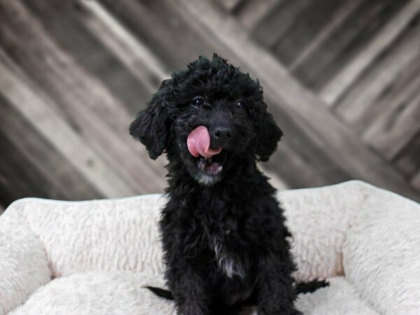 Mini Golden Whoodle-DOG-Female-RED-22372-Petland Racine, Wisconsin