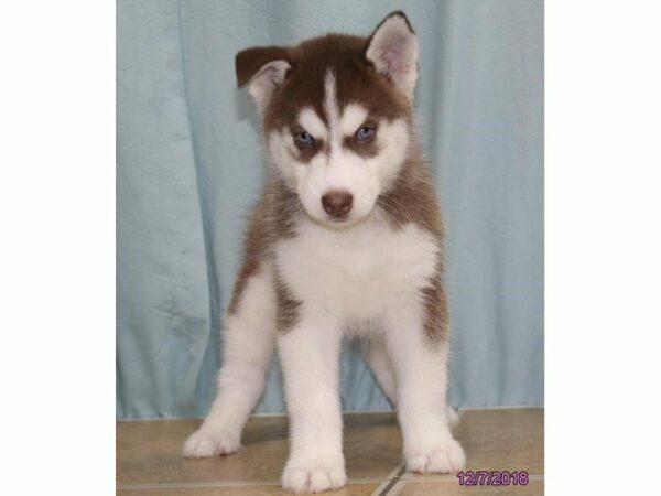 Siberian Husky-DOG-Male-Red / White-22412-Petland Racine, Wisconsin