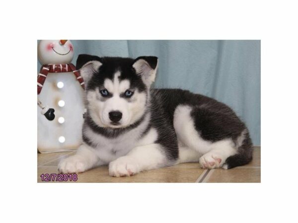 Siberian Husky-DOG-Male-Black / White-22408-Petland Racine, Wisconsin