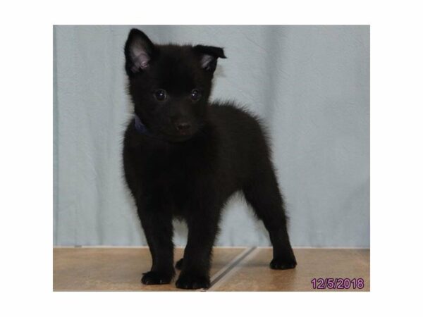 Schipperke DOG Male Black 22397 Petland Racine, Wisconsin