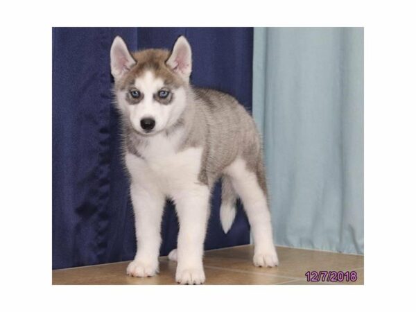 Siberian Husky-DOG-Female-Gray / White-22409-Petland Racine, Wisconsin