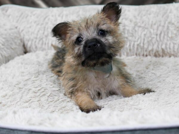 Cairn Terrier-DOG-Male-WHEATEN-22418-Petland Racine, Wisconsin