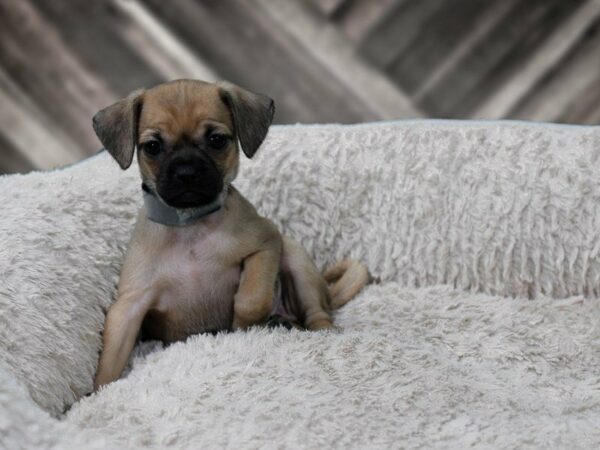 Chug-DOG-Female-SABLE-22420-Petland Racine, Wisconsin