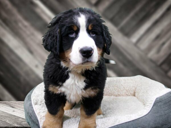 Bernese Mountain Dog-DOG-Male-Black Tan / White-22398-Petland Racine, Wisconsin