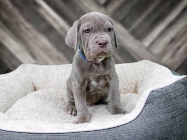 Neapolitan Mastiff-DOG-Male-TAWNY-22414-Petland Racine, Wisconsin