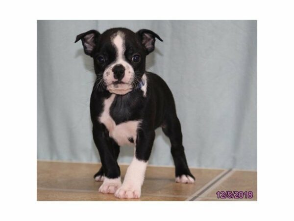 Best food for online boston terrier 2018
