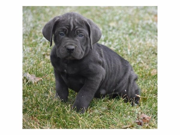 Cane Corso DOG Male Blue 22428 Petland Racine, Wisconsin