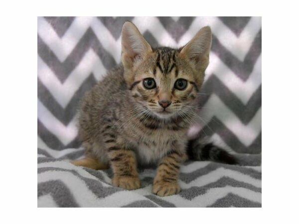 Bengal-CAT-Male-Black / Brown-22432-Petland Racine, Wisconsin