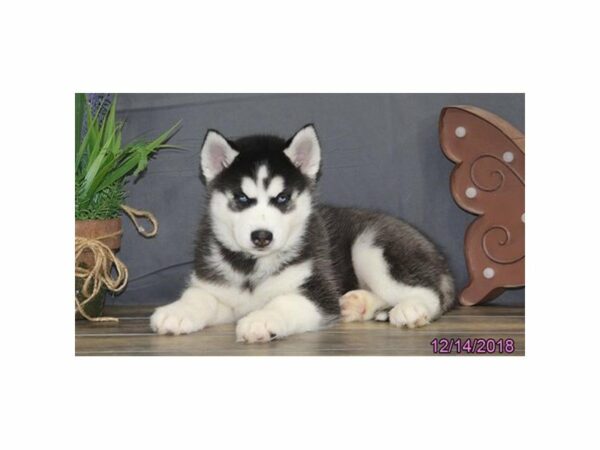 Siberian Husky-DOG-Male-Black / White-22423-Petland Racine, Wisconsin