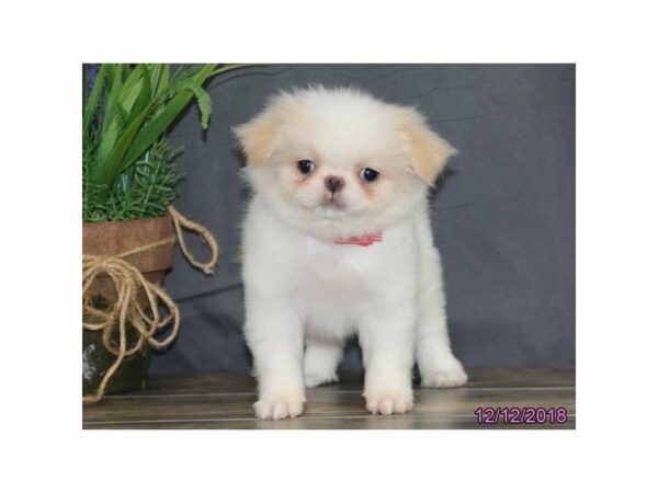 Japanese Chin DOG Female Fawn / White 22431 Petland Racine, Wisconsin