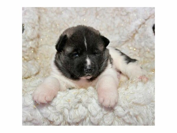 Akita-DOG-Male-Dark Brown-22422-Petland Racine, Wisconsin