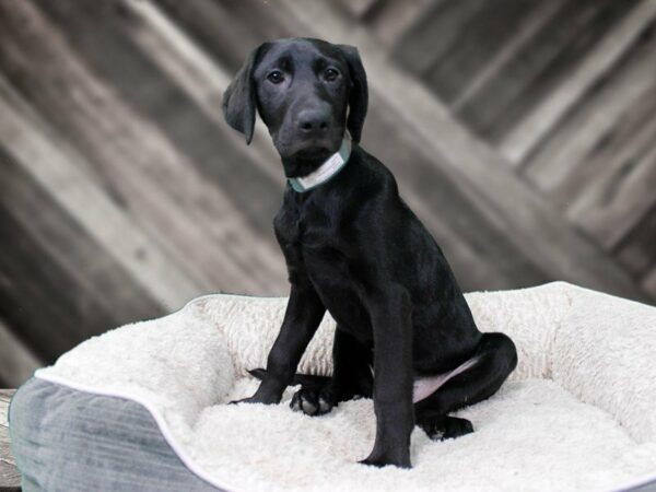 Labrador Retriever-DOG-Female-BLK-22459-Petland Racine, Wisconsin
