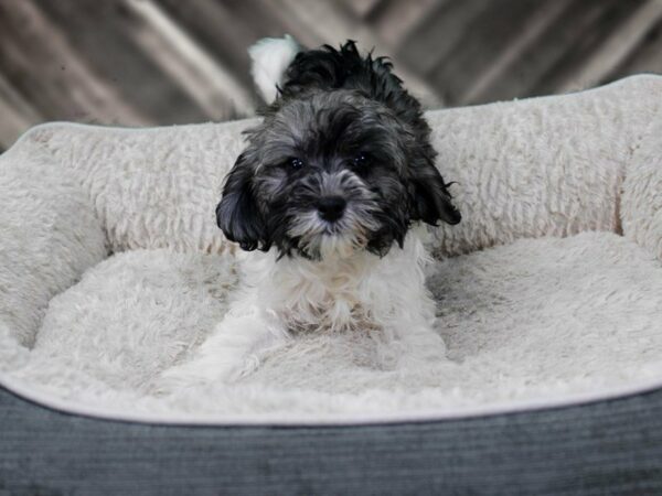 Poovanese-DOG-Female-WH/GLD/SBL-22450-Petland Racine, Wisconsin