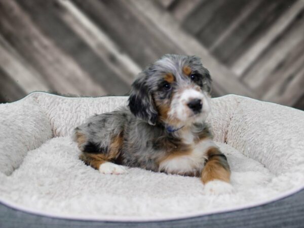 Aussiedoodle-DOG-Male-MERLE-22453-Petland Racine, Wisconsin