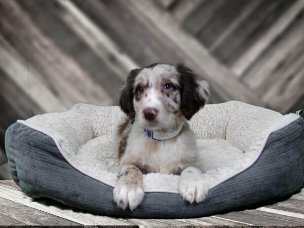 Aussiedoodle-DOG-Female-MERLE-22454-Petland Racine, Wisconsin