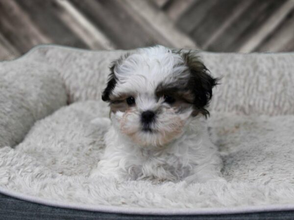 Malshi DOG Female Brown / White 22429 Petland Racine, Wisconsin