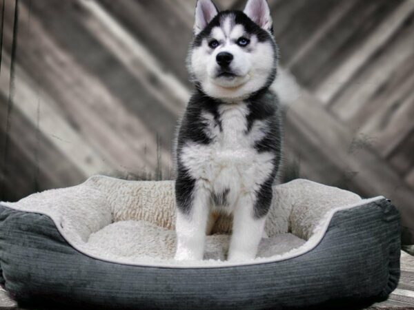Siberian Husky-DOG-Female-Black / White-22427-Petland Racine, Wisconsin