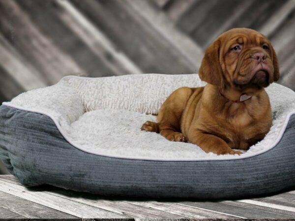 Dogue De Bordeaux-DOG-Female-Red-22425-Petland Racine, Wisconsin