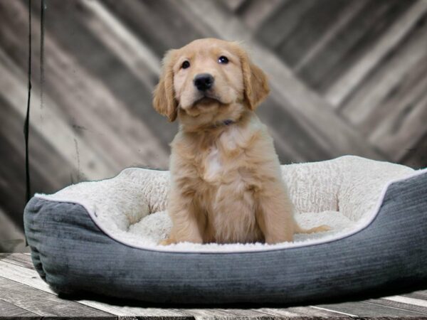 Golden Retriever-DOG-Male-Light Golden-22436-Petland Racine, Wisconsin