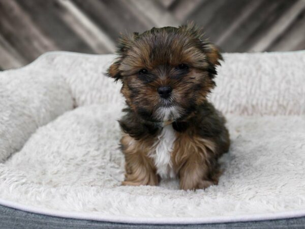 YoShi-DOG-Male-Brown-22443-Petland Racine, Wisconsin