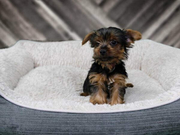 Yorkshire Terrier-DOG-Male-BLK/TAN-22445-Petland Racine, Wisconsin