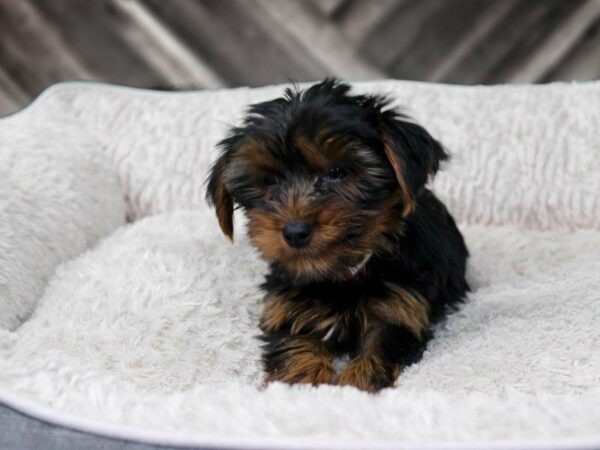 Yorkshire Terrier-DOG-Male-BLK/TAN-22446-Petland Racine, Wisconsin