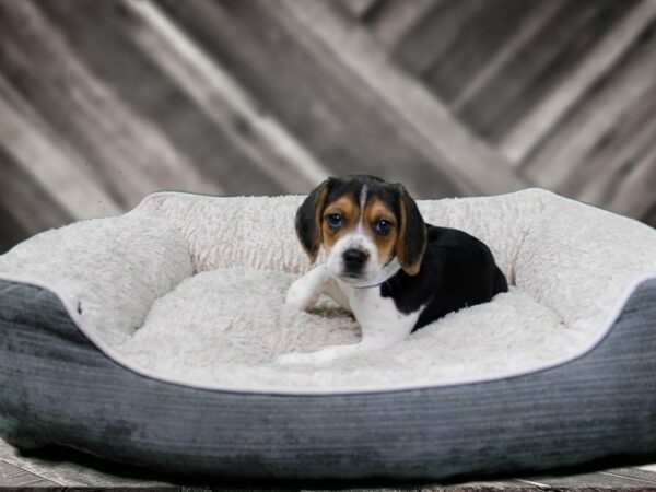 Beagle-DOG-Male-Black Tan / White-22441-Petland Racine, Wisconsin