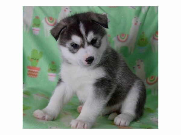 Huskimo-DOG-Male-Black / White-22467-Petland Racine, Wisconsin