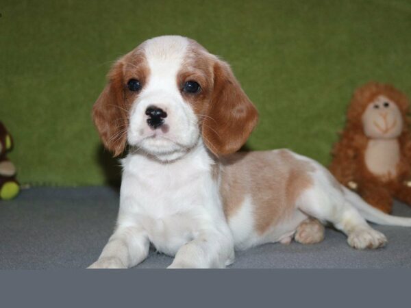 Cavabea 2nd Generation-DOG-Male-Blenheim / White-22472-Petland Racine, Wisconsin