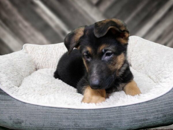 German Shepherd-DOG-Male-BLK/TAN-22473-Petland Racine, Wisconsin