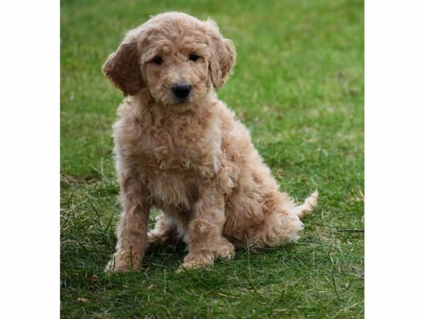 Goldendoodle 2nd Gen-DOG-Female-Apricot-22481-Petland Racine, Wisconsin