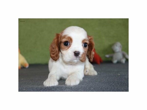 Cavalier King Charles Spaniel-DOG-Female-Blenheim-22485-Petland Racine, Wisconsin