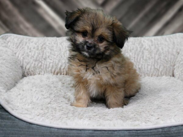 Shihpom DOG Female SABLE 22475 Petland Racine, Wisconsin