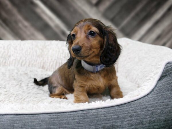 Dachshund-DOG-Female-RED SABLE-22498-Petland Racine, Wisconsin