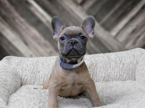 French Bulldog-DOG-Male-BLUE FAWN-22499-Petland Racine, Wisconsin