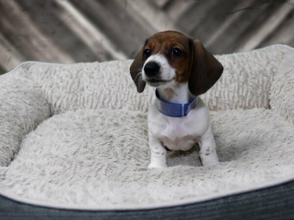 Dachshund-DOG-Female-RED PIE-22497-Petland Racine, Wisconsin