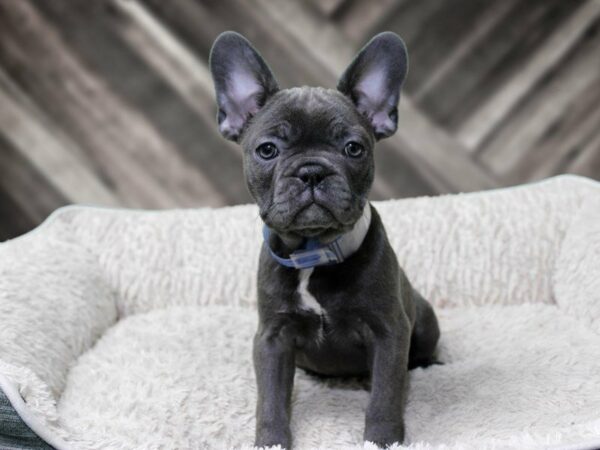 French Bulldog-DOG-Female-BLUE-22500-Petland Racine, Wisconsin