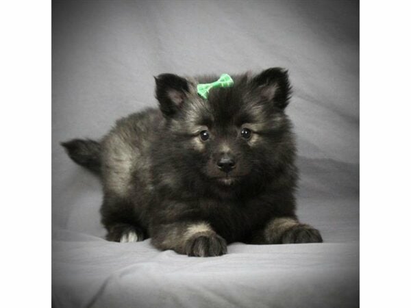 Keeshond-DOG-Female-Gray Silver / Black-22506-Petland Racine, Wisconsin