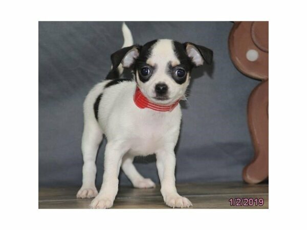 Chihuahua-DOG-Female-White/Tri-22510-Petland Racine, Wisconsin
