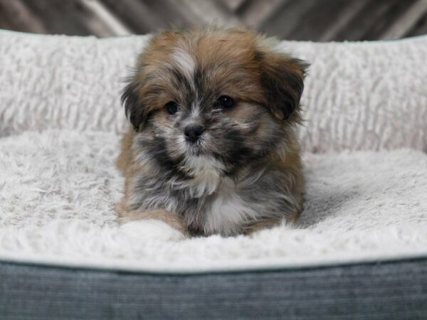 Shihpom DOG Female SABLE/WH 22524 Petland Racine, Wisconsin