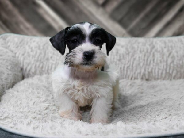 Schnoodle-DOG-Female-BLK/WH-22523-Petland Racine, Wisconsin