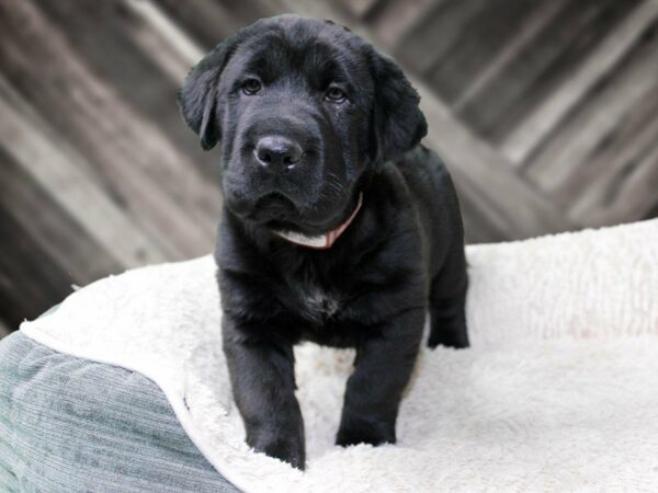 Walrus-DOG-Female-Black-22508-Petland Racine, Wisconsin