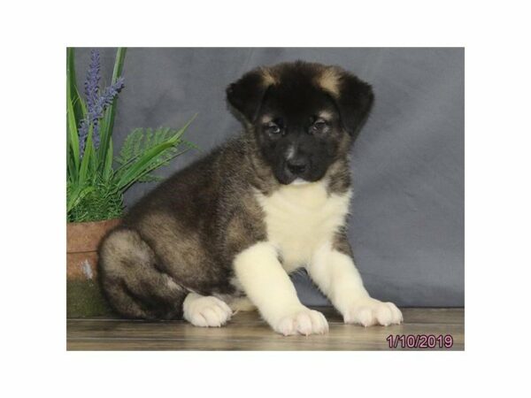 Akita-DOG-Male-Gray / White-22543-Petland Racine, Wisconsin
