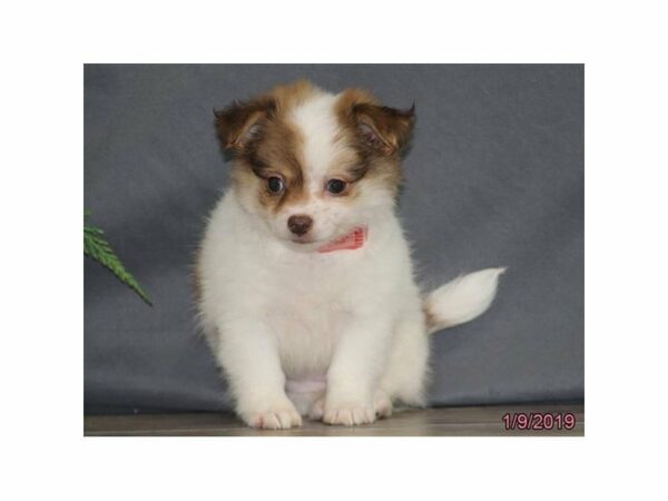 Chihuahua-DOG-Female-White / Red-22535-Petland Racine, Wisconsin